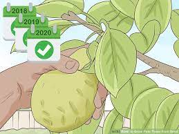 How To Grow Pear Trees From Seed With Pictures Wikihow In 2020 Pear Pear Trees Seeds