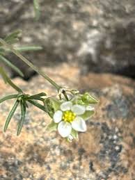 Image result for Spergula