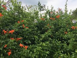 Image result for Tecoma capensis