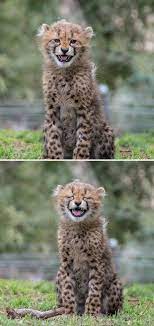 Cheetah Chuckles Photos By Donald Veale Zoo Animals Cats And Kittens Wild Cats