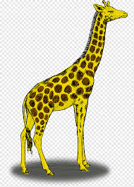 Students will practice drawing from observation of seashells, crab shells, driftwood, animal bones and skulls, feathers, and other objects. Giraffe Drawing Pencil Yellow Giraffe Mammal Pencil Animals Png Pngwing