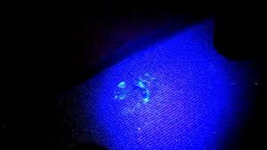 Best Blacklight For Cat Urine My Ragdoll Cats