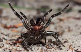 19 Reasons Why Arachnophobes Should Give Australia A Miss Spider Scary Animals Spiders Scary