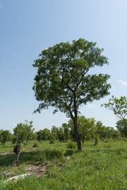 Image result for Pterocarpus