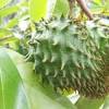 Sehabis melampaui bermacam riset, nyatanya khasiat daun durian belanda ini lumayan beraneka ragam dari mulai penyakit enteng sampai beresiko semacam. 1