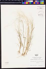 Image result for Sporobolus tenuissimus