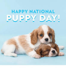 Puppy day, also known as national puppy day in the u.s., is a holiday that not only celebrates the offspring of mankind's best friends but also urges people to adopt puppies on this day. National Puppy Day The Hufnagel Public Library Of Glen Rock At Arthur Hufnagel Public Library Glen Rock Pa