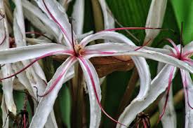 Image result for Crinum rautanenianum