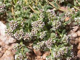 Image result for Corrigiola litoralis