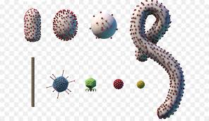 The average evd case fatality rate is around 50%. Bacteria Cartoon