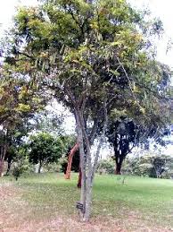 Image result for Millettia dura