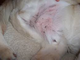 Flea dirt is the excrement from fleas and is often round in shape and looks like black pepper. Why Do Dogs Get Black Spots On Their Skin Dogwalls