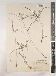 Image result for Cyperus zollingeri