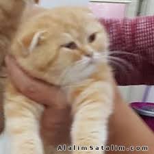 Bir Kedim Bile Yok Deme 4269760 Alalimsatalim Com
