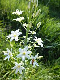 Fiore blu scuro nana spiga blu intenso. Erbe Spontanee In Pianura Padana Ilgiardinonascosto