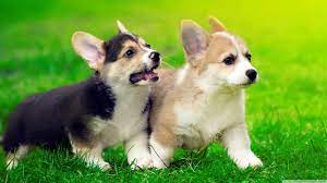 Add a quick link to this club page: 3 Things To Know About Corgi Puppies Greenfield Puppies
