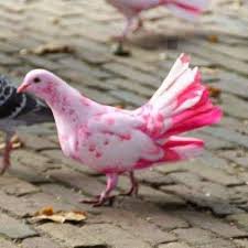 صور حمام نادرة باشكال جميلة وألوان مبهجة للروح موقع مصري Pink Pigeon Pretty Birds Pink Animals