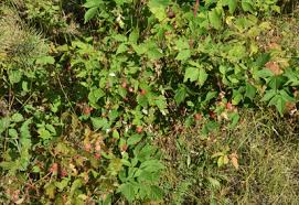 Image result for Rubus iringanus