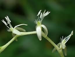 Image result for Petiveria