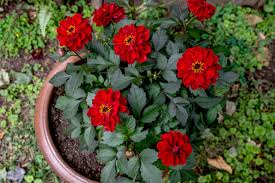 How to start dahlias indoors. How To Grow Dahlias In Pots