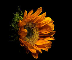 Berburu wallpaper merupakan sebuah kegiatan yang pastinya sering dilakukan tidak terkecuali mencari gambar bunga. Wallpaper Bunga Matahari Gelap Wallpapershit