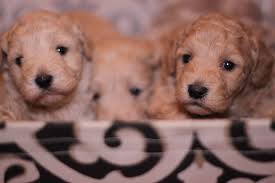 Loved by us before loved by you. Home Page Goldendoodle Breeder