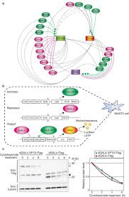 Kit tutoarial hukum acara perdata internasional 2020.docx. Proof By Synthesis Of The Transcriptional Logic Of Mammalian Circadian Clocks Nature Cell Biology
