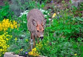20 Plants (Flowers, Vegetables, and Shrubs) That Deer Love to Eat - Gardening Chores