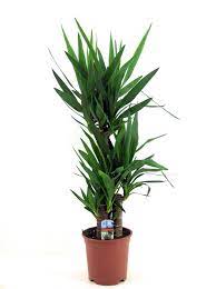 Get traffic statistics, seo keyword opportunities, audience insights, and competitive analytics for pslme. Yucca Elephantipes 100 120 Cm Kaufland De