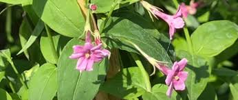 Image result for Jasminum beesianum
