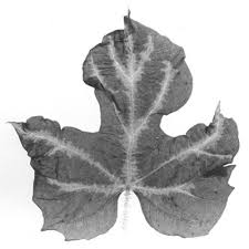 Image result for Lepistemon owariensis