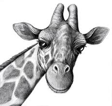 How to draw a spider. Giraffe Pencil Drawing