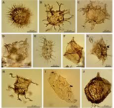 Image result for Heteromorpha sp. agg.
