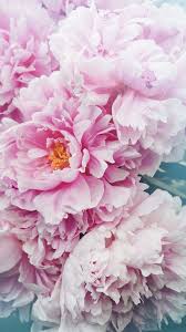 Pink peony flower images download. Top Pink Peony Flower Wallpaper Free Download Wallpapers Book Your 1 Source For Free Download Hd 4k High Quality Wallpapers