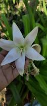 Image result for Crinum verdoorniae