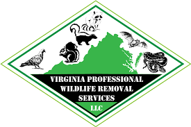 Rats are parasitic so it is natural for them to live close to humans. Virginia Professional Wildlife Removal Services Llc Richmond Va