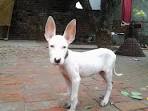 Bull Terrier Dog Breed Information - American Kennel Club