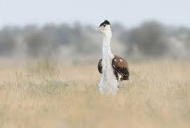 Sanctuary Asia On Instagram Reposted From Gobindsagarbhardwaj Great Indian Bustard A Note From Sanctuary The Gib I Nature Photographs Bird Instagram