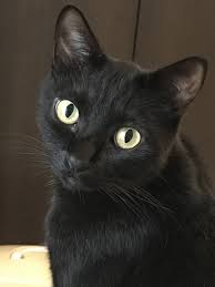 Black And White Kittens For Sale Near Me 40 Best Collections Siamese Cats And Kittens For Sale Near Me In 2020 Cats And Kittens Cat Allergies Kittens