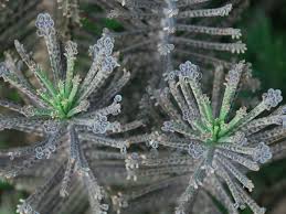 Kalanchoe Delagoensis Chandelier Plant World Of Succulents Unusual Plants Plants Suculent Plants