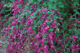 Prune it to the ground in late winter, then stand back: Lespedeza Thunbergii Emerald Plants