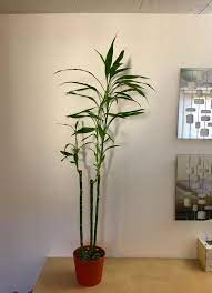 It is a popular houseplant plant in the family asparagaceae. My Lucky Bamboo Are Getting Too Tall Indoorgarden