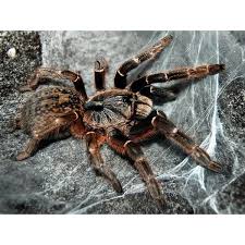 Unlike the fovial horns of other ceratogyrus species, the c. Ceratogyrus Darlingi I Rear Horned Baboon I Tarantula Shopee Indonesia