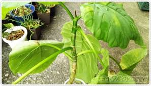 ウンベラータがくたびれテータ 葉がクタッとなってるのは 何が原因なんだ Oyageeの植物観察日記