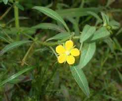 Image result for Ludwigia leptocarpa