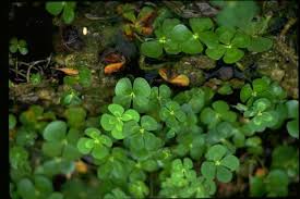 Image result for Marsilea nubica