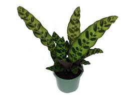 Maybe you would like to learn more about one of these? Is Rattlesnake Plant Calathea Lancifolia Toxic To Cats Pet Care Advisors
