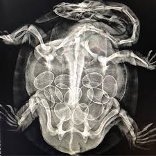 Have you ever seen an Xray of a pregnant turtle? You can imagine our nurses surprise when they radiographed this turtle to rule out any injuries, however much to our excitement the