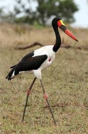 Birds Of South Africa Images Jabiru Africano Saddle Billed Stork Sattelstorch Jabiru D Afrique Pet Birds Rare Birds Pretty Birds