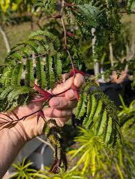 Image result for Acacia cornigera